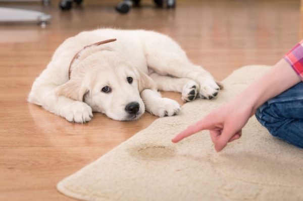 Ecco perché il cane urina in casa