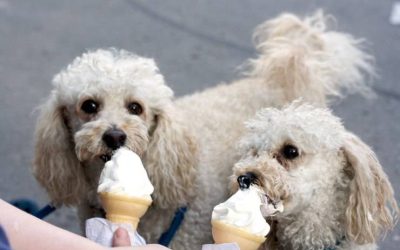 Il tuo cane non ha voglia di mangiare a causa del caldo torrido? C’è qualcosa che puoi fare per alleviargli il fastidio e stimolargli l’appetito