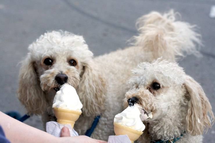 Il tuo cane non ha voglia di mangiare a causa del caldo torrido? C’è qualcosa che puoi fare per alleviargli il fastidio e stimolargli l’appetito