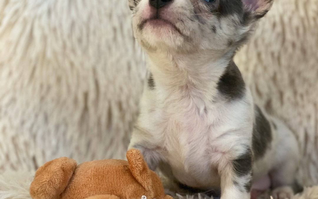 Come insegnare al cane a fare i bisogni sulla traversina