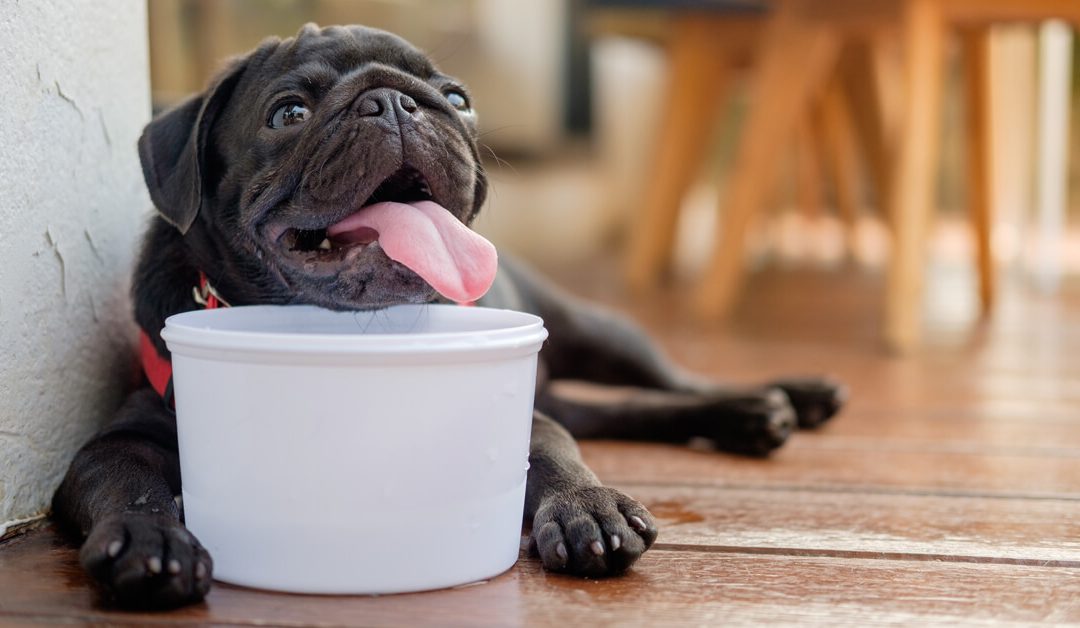 Colpo di calore nel cane: cosa fare per salvargli la vita?